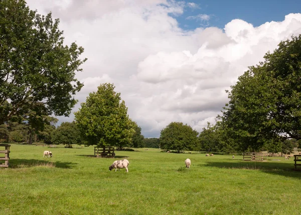 Pecore Campo Estivo Con Erba Verde Piatta Alberi Bianco — Foto Stock