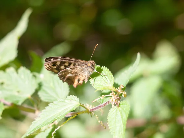 Speckled Wood Butterfly Neergestreken Blad Gesloten Vleugels Zomer Pararge Aegeria — Stockfoto