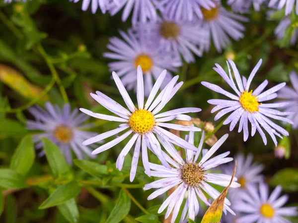 Närbild Våta Kronblad Trädgården Aster Amellus Italienska Asters — Stockfoto