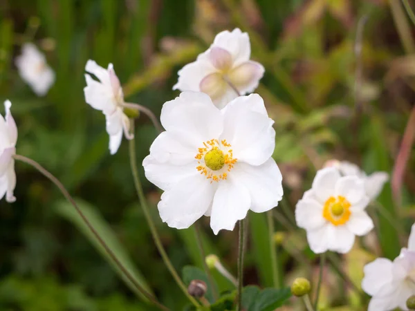 英語のバラの花びら 庭の植物 — ストック写真