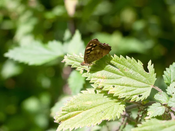 Speckled Wood Butterfly Neergestreken Blad Gesloten Vleugels Zomer Pararge Aegeria — Stockfoto