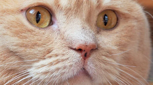 Retrato Gato Carrera — Foto de Stock