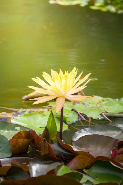 Imagen Fondo Las Flores Colores Naturaleza Fondo — Foto de Stock