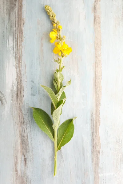 Verbascum 은푸른 배경에 수있는 뽕나무 꽃이다 의학계 — 스톡 사진