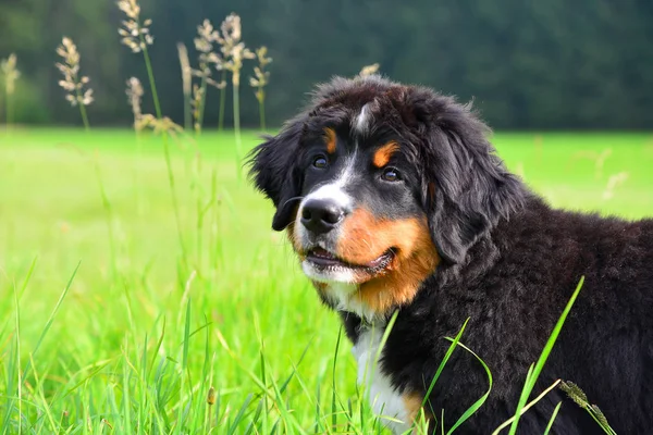 Bernese Berghond Puppy Groene Weide — Stockfoto