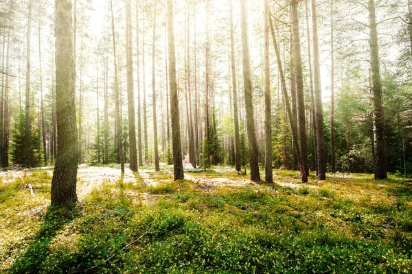 Wilde Waldbäume Natur — Stockfoto