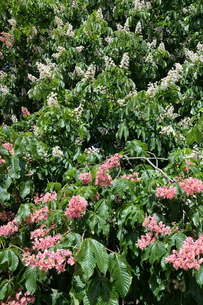 Fiori Ippocastano Castagno Castagno Fiore Infiorescenza Rosso Rosa Natura Pianta — Foto Stock