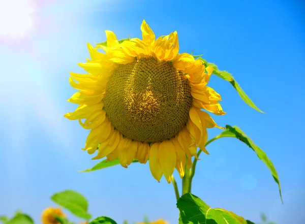 Girassol Florescendo Contra Céu Azul Nos Raios Sol Brilhante Dia — Fotografia de Stock