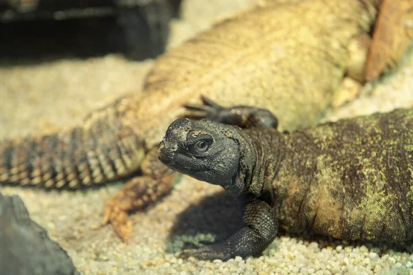 Iguana Vicino Giorno — Foto Stock