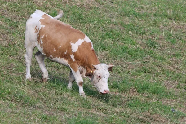 Ein Grasendes Vieh Auf Der Weide — Stockfoto