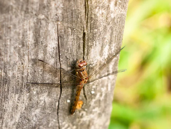 Macro Gros Plan Mouche Dragon Sur Fond Bois Post Sympetrum — Photo