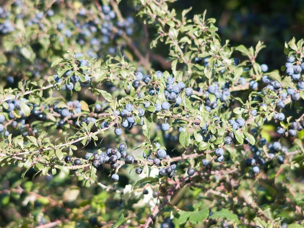 Nahaufnahme Von Wachsenden Üppigen Strauch Reich Schlehen Beeren Prunus Spinosa — Stockfoto