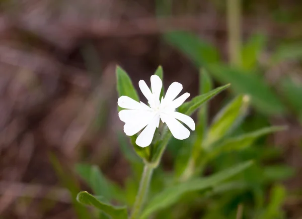Nahaufnahme Einer Kleinen Weißen Campion Blüte Silene Latifolia — Stockfoto