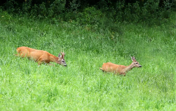 Imagen Animal Imagen Aire Libre — Foto de Stock