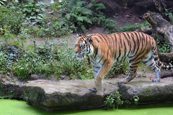 Striped Tiger Animal Predator Wildcat — Stock Photo, Image