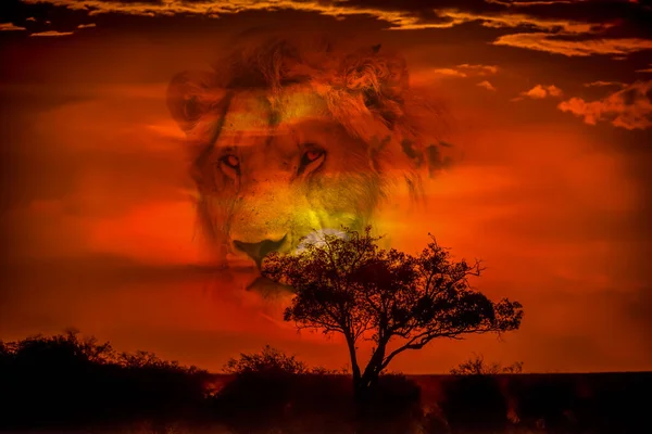 Löwe Der Savanne Afrikas — Stockfoto