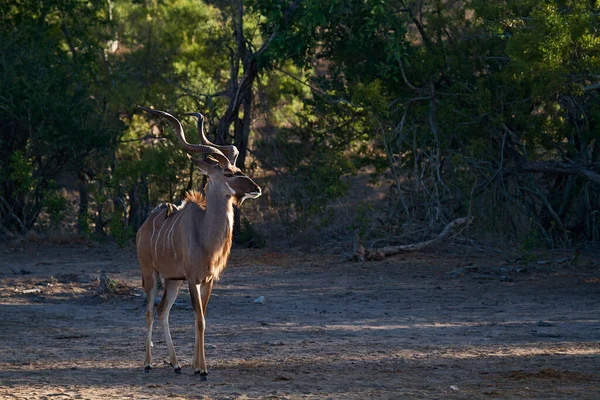 Kudu Antelope Ζώα Άγρια Ζωή Πανίδα Της Φύσης — Φωτογραφία Αρχείου