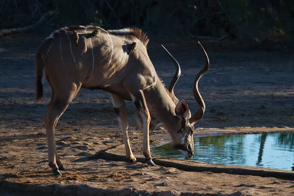 Kudu Antelope Animals Nature Fauna — 스톡 사진