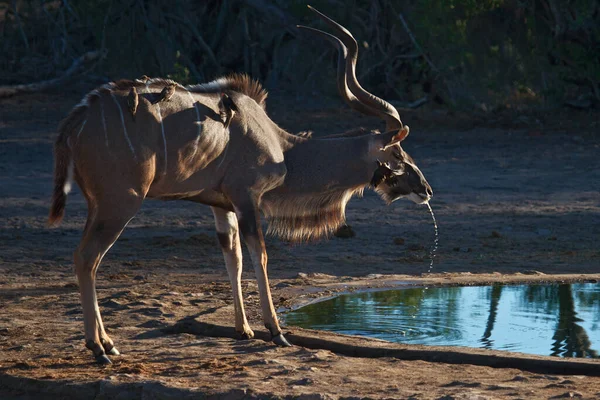 Kudu Antelope Animaux Faune Faune Naturelle — Photo