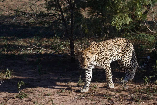 Çita Leopar Kedi Yırtıcı Hayvan — Stok fotoğraf