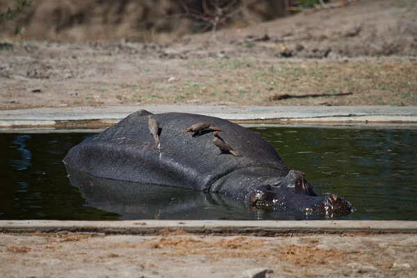 Safaride Nashorn Vahşi Yaşam Konsepti — Stok fotoğraf
