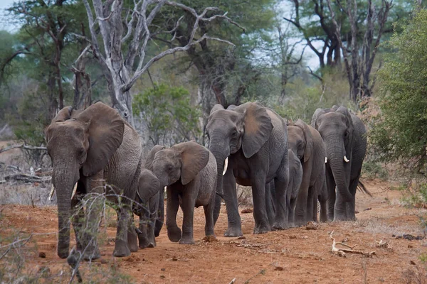 Elefante Sabana Animal Natural Mamífero Fauna — Foto de Stock