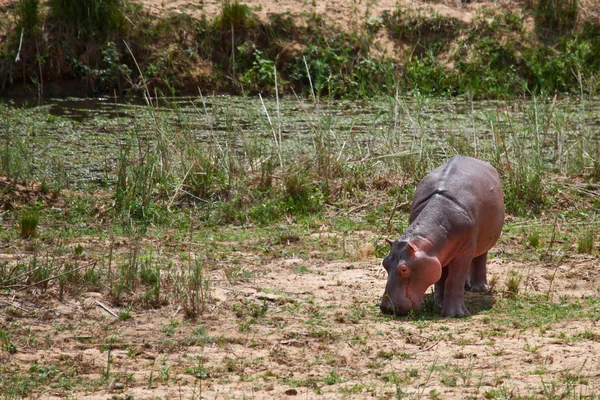 Safaride Nashorn Vahşi Yaşam Konsepti — Stok fotoğraf