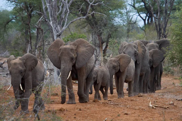 Savanne Elefant Naturtier Fauna Säugetier — Stockfoto