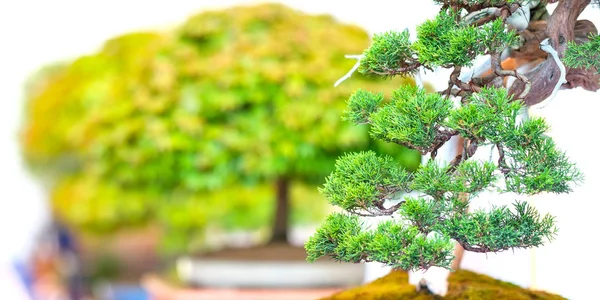 Bonsai Träd Växande Växt — Stockfoto