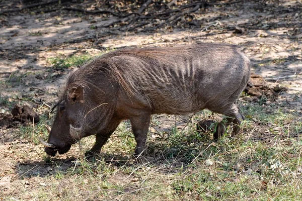 Afrika Botswana Warzenschwein Chobe Fluss — Stockfoto