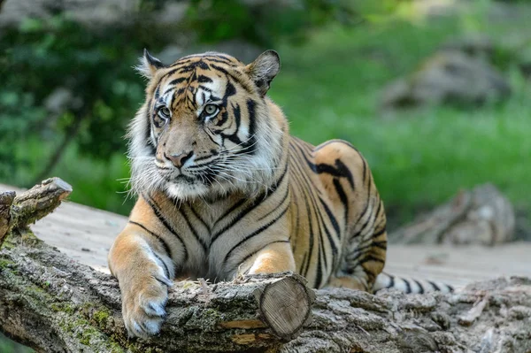 Tigre Rayado Animal Depredador Salvaje Gato — Foto de Stock