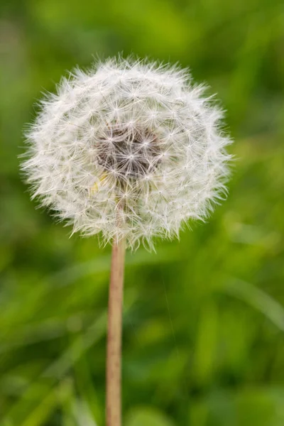 Dandelion Close Dente Leão Centro Imagem Belo Fundo Relaxante — Fotografia de Stock