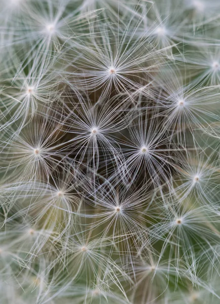 Dandelion Close Dente Leão Centro Imagem Belo Fundo Relaxante — Fotografia de Stock