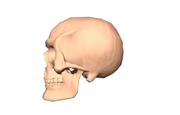 Anatomie Des Menschlichen Schädels — Stockfoto