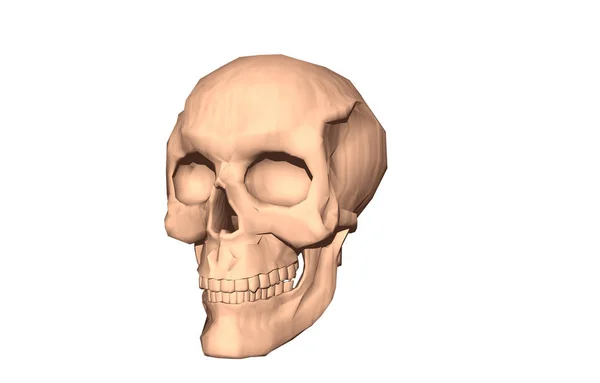 Human Skulls Anatomy Illustration — Stock Photo, Image