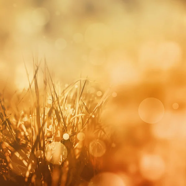 Parlak Altın Sonbahar Arkaplanı — Stok fotoğraf