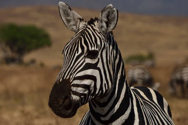 Porträt Eines Zebras — Stockfoto