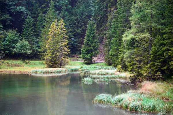 Doğu Alplerdeki Cennet Gibi Bir Gölün Ayrıntıları — Stok fotoğraf