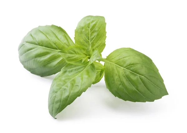 Close Perfect Holy Basil Isolated White Background Full Depth Field — Stock Photo, Image