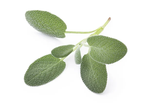 Salvia Fresca Bagdad Aislada Sobre Fondo Blanco Plena Profundidad Campo — Foto de Stock