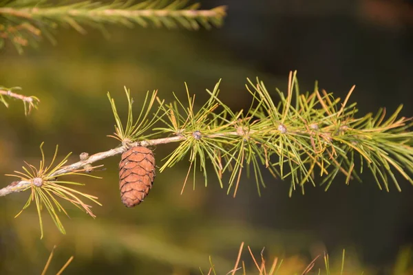 Coni Larice Larice Coni Albero Autunno Ramo Ramo Natura Semi — Foto Stock