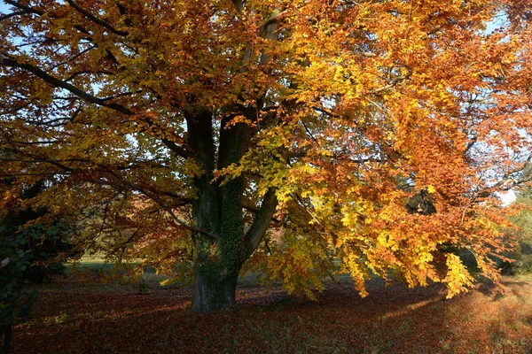Beech Tree Autumn Nature Landscape Botany Autumn Color Autumnal Colors — Stock Photo, Image
