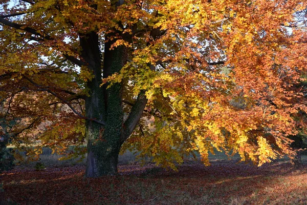Buche Baum Herbst Natur Landschaft Botanik Herbstfarbe Herbstfarben Jahreszeit Herbst — Stockfoto