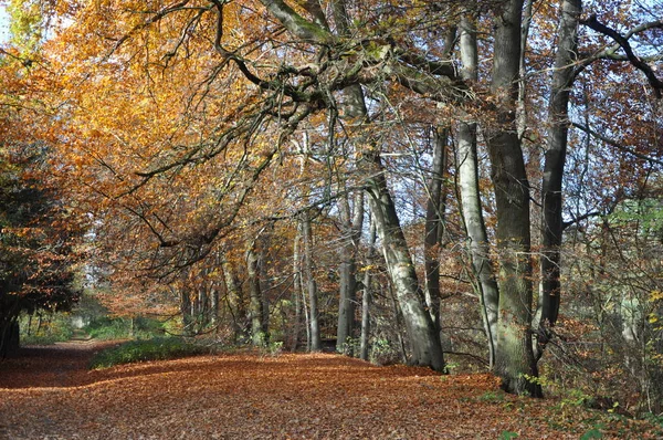 Herfst Bos Herfst Seizoen Gebladerte Bladeren — Stockfoto