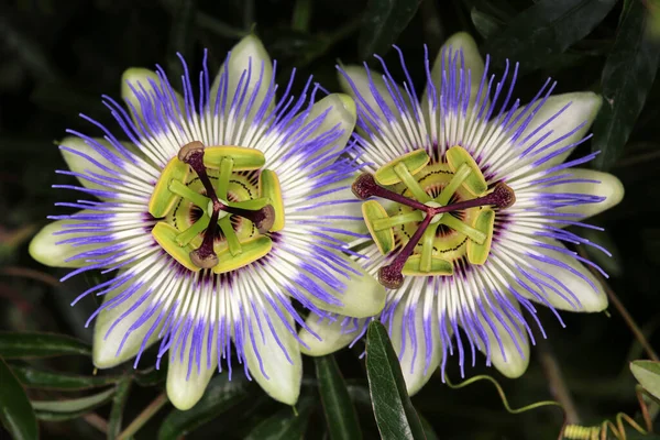 Deux Fleurs Passiflore Passiflore Caerulea — Photo