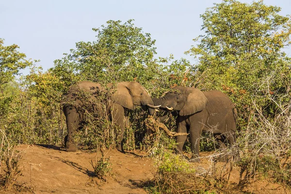 Африканские Слоны Кустарника Пьют Воду Берегу Реки Пунда Мария Национальный — стоковое фото