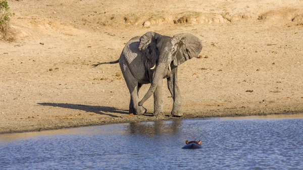 Afrikaanse Struik Olifant Wandelen Drinken Rivieroever Kruger Park Zuid Afrika — Stockfoto