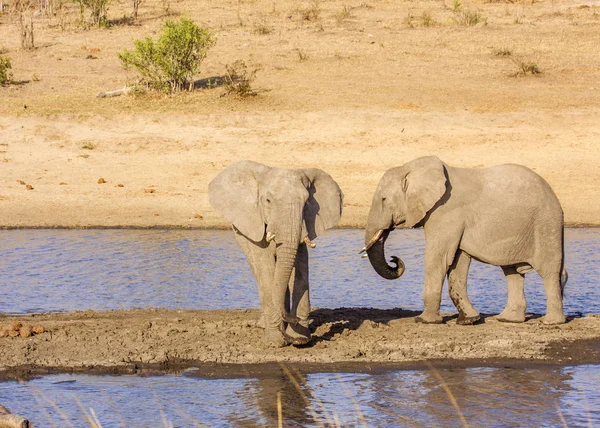 Elefante Arbusto Africano Caminando Bebiendo Orilla Del Río Kruger Park — Foto de Stock