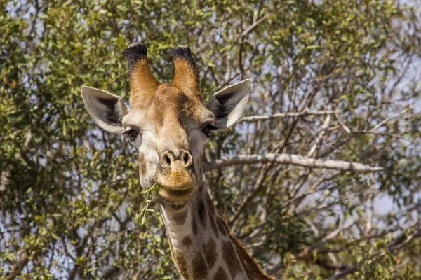 Kruger Park Güney Afrika Yüzünü Buruşturan Vahşi Bir Zürafanın Portresi — Stok fotoğraf