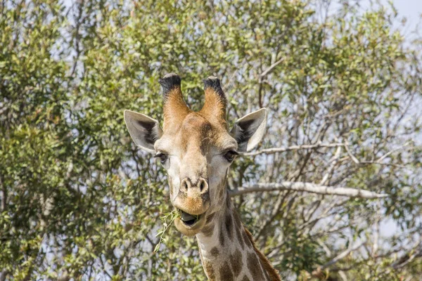 Retrato Una Jirafa Salvaje Haciendo Muecas Kruger Park Sudáfrica — Foto de Stock